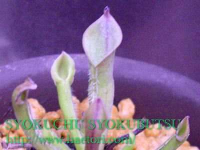 食虫植物ヘリアンフォラ ミノール