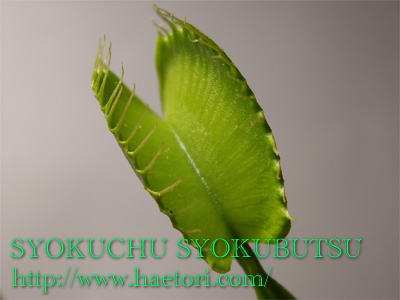 食虫植物ハエトリソウ