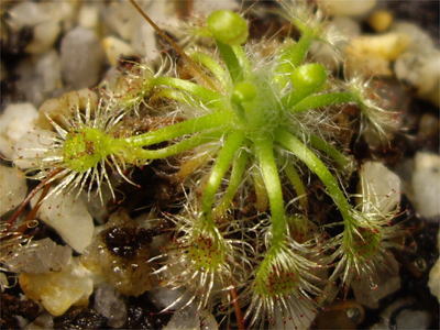 食虫植物ピグミードロセラ