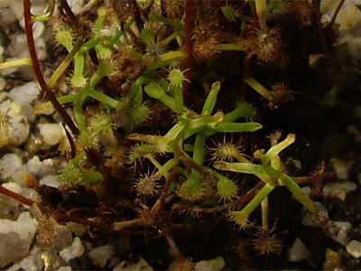 食虫植物ドロセラ マダガスカリエンシス