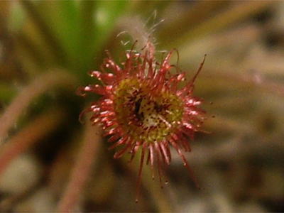 食虫植物ドロセラ パラドクサ