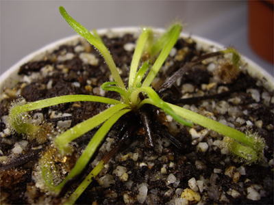 食虫植物ドロセラ カペンシス