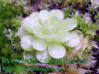 食虫植物ピンギキュラ エセリアナ