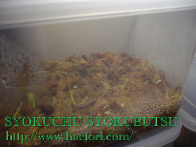 食虫植物モウセンゴケを増やすための温室