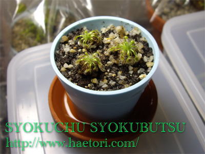 食虫植物食虫植物の腰水