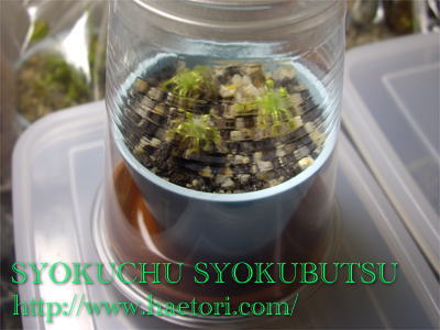 食虫植物小さな食虫植物の保湿